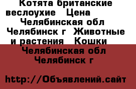 Котята британские веслоухие › Цена ­ 1 500 - Челябинская обл., Челябинск г. Животные и растения » Кошки   . Челябинская обл.,Челябинск г.